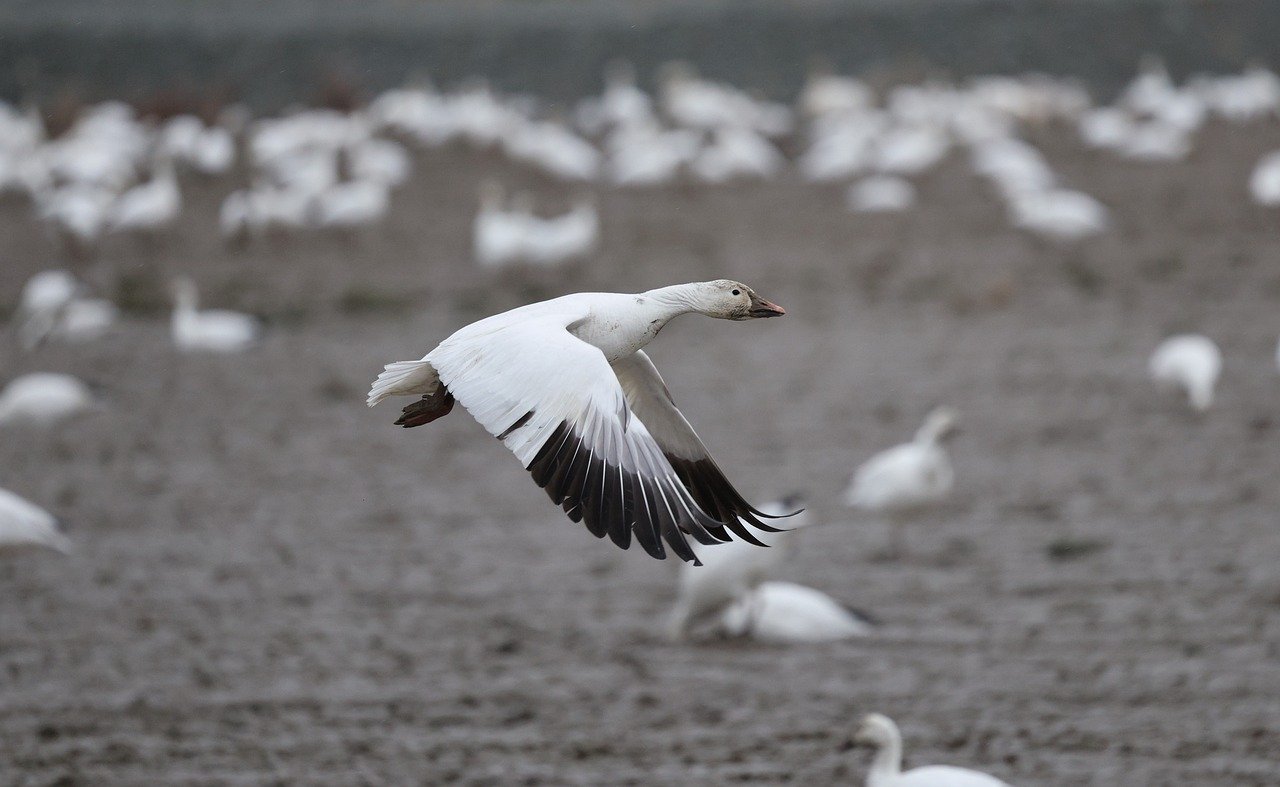 entdecken sie, was migration bedeutet, ihre ursachen, auswirkungen und aktuelle trends. erfahren sie mehr über migration in deutschland und weltweit, kompakt und verständlich erklärt.