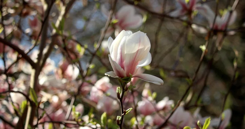 Magnolienbaum winterhart: welche Arten wirklich