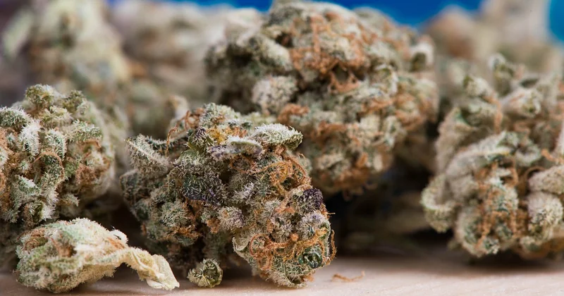 THC-Gehalt und das Problem mit den Zahlen