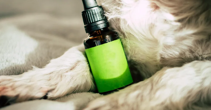 CBD-Öl, CBD-Kosmetik und der Rest: was Sportler wirklich brauchen