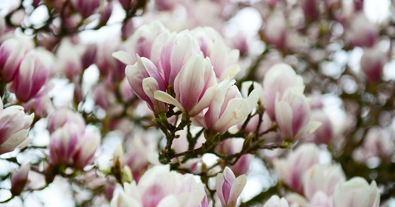 Magnolienbaum schneiden: weniger ist mehr