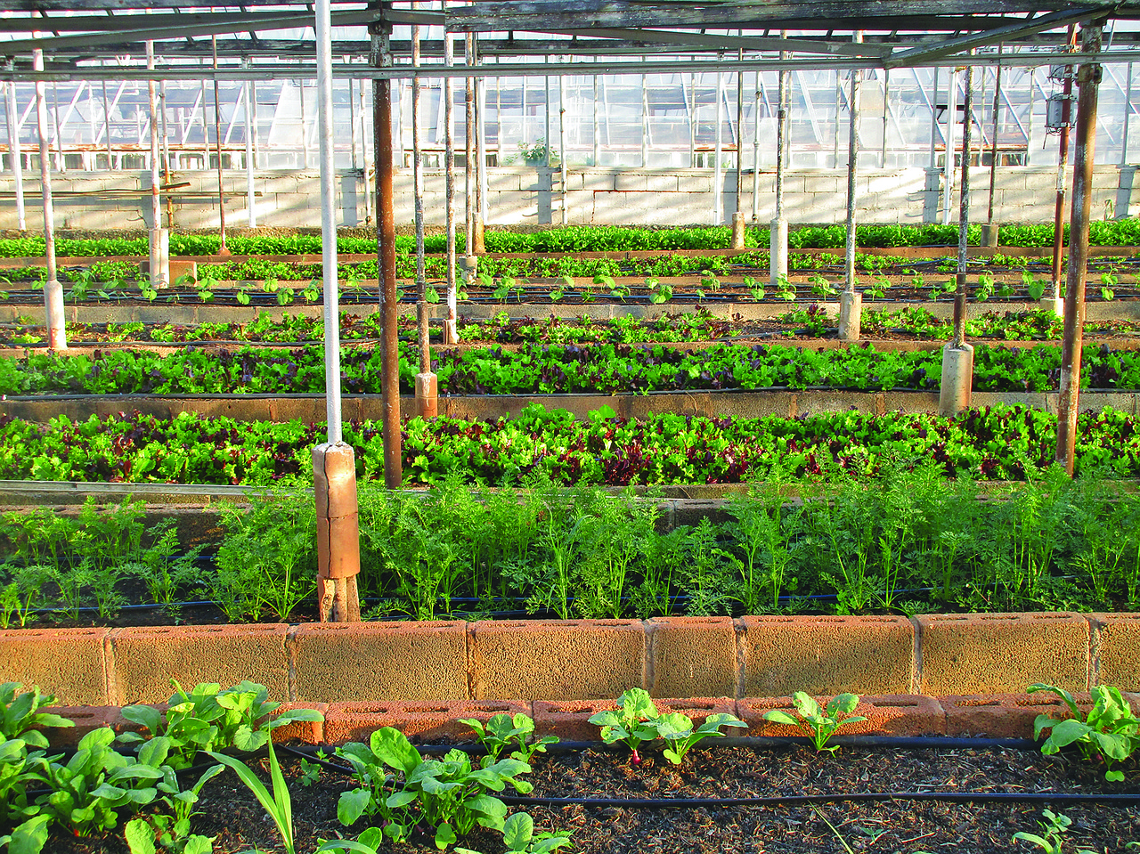 entdecken sie die welt des urban gardening: tipps und inspirationen, wie sie auf kleinem raum in der stadt frisches gemüse, kräuter und blumen anbauen können. nachhaltig, kreativ und einfach umzusetzen!